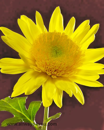 Mums Disbud Yellow Flowers